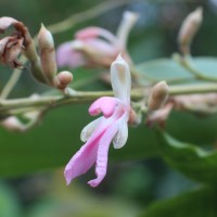 Alpinia nigra (Gaertn.) Burtt